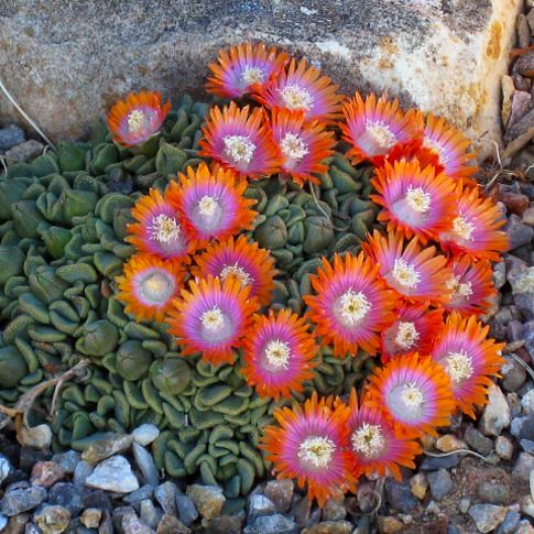 Flowers And Garden Ideas : Aloinopsis ‘Karoo Red Mix:’ Love this as a groundcover idea