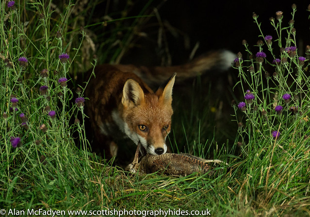 19th July 2018 Red Fox with Woodcock
