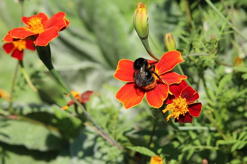Zomer in de Leuvense Kruidtuin (22/07/2018)