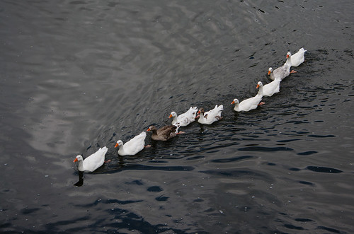 Geese in a line on Severn, Bridgnorth
