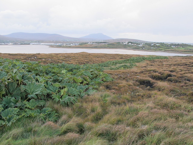 Gunnera invasive on Achill peatland. Photo by Micheline Sheehy-Skeffington