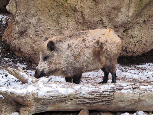 minnesotazoo wildboar boar swine pig