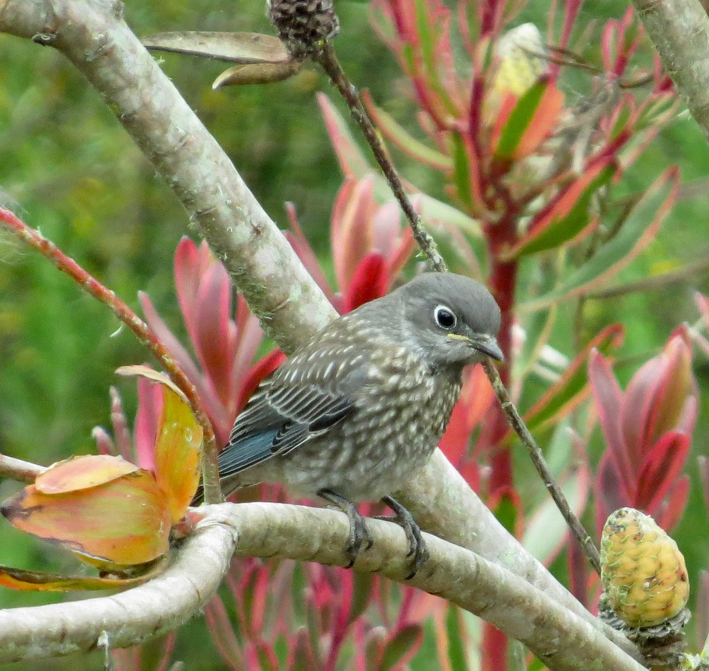 Western Bluebird - fledgling