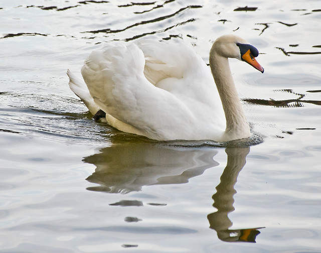 En posició elegant / Swan elegance