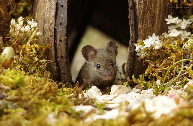 baby mouse in log pile (2)