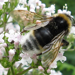 Keusche Kuckuckshummel (Vestal Cuckoo Bee, Bombus vestalis)