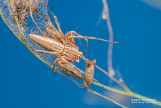 Lynx spider (Oxyopes cf. jacksoni) - DSC_5894