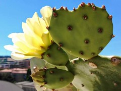Opuntia ficus-indica -Cactus Pear -Ficodindia by Gianni Del Bufalo CC BY 4.0