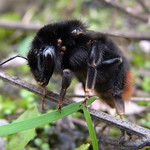 Steinhummel (Red-tailed Bumblebee, Bombus lapidarius), Königin