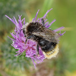Abgeflogenen weibliche Wiesenhummel (Early Bumblebee, Bombus pratorum)