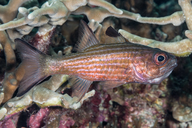 Allen's cardinalfish - Cheilodipterus alleni