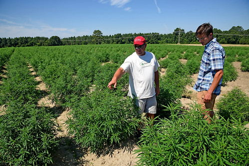 Broadway Hemp's Ryan Patterson (left) shows an extension agent around his Harnett County hemp farm.