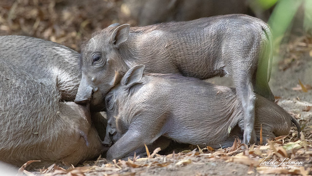 Warthog Piglets