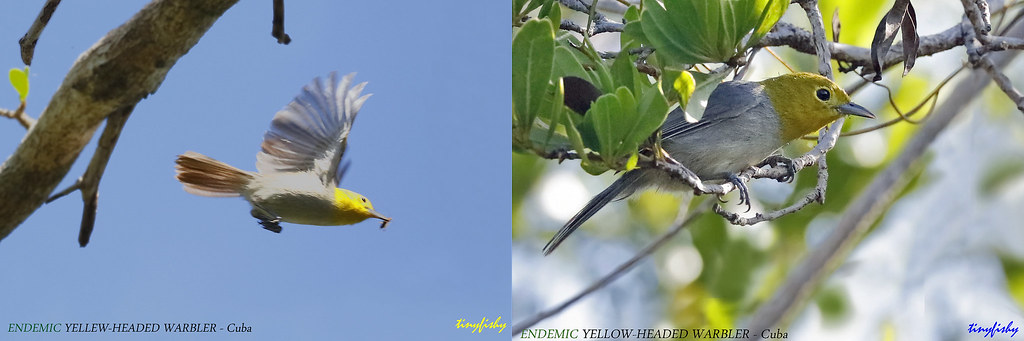 (Species #1233) Endemic YELLOW-HEADED WARBER - [ Zapata National Park, Cuba ]