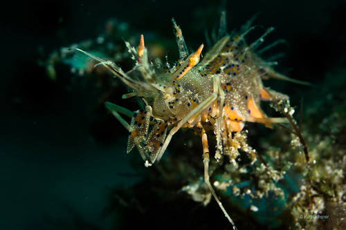 Shrimp Tiger