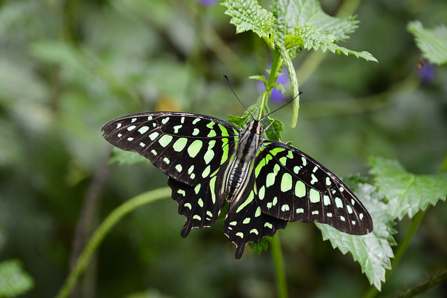 Tailed Jay Butterfly (Graphium agamemnon)