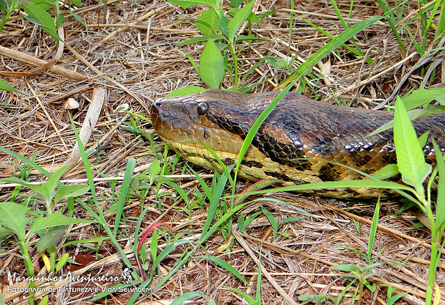 Eunectes murinus (Linnaeus, 1758) - A famosa Anaconda (SUCURI Snake - the famous Anaconda)