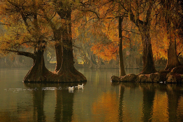 Lago Camécuaro Tangancícuaro en Michoacán