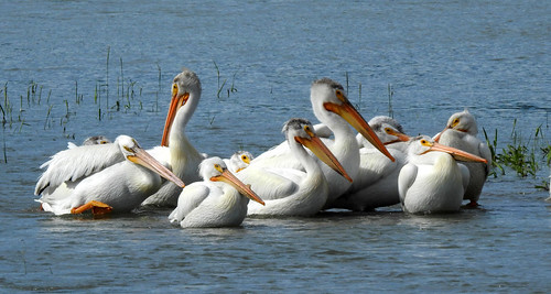 birds americanwhitepelican bankside