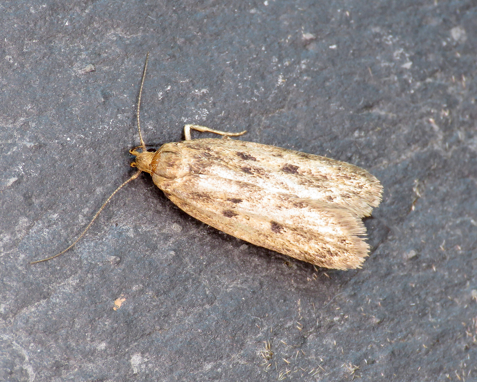 28.010 Brown House-moth - Hofmannophila pseudospretella