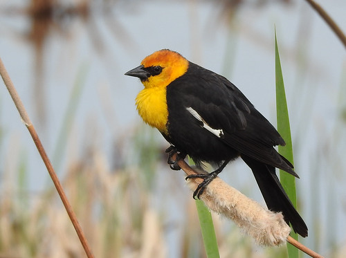 bird yellowheadedblackbird southernalberta