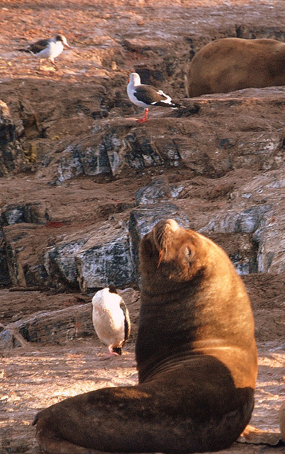 A CORMORANT ROOKERY AND A MALE SEA LION....ARGENTINA