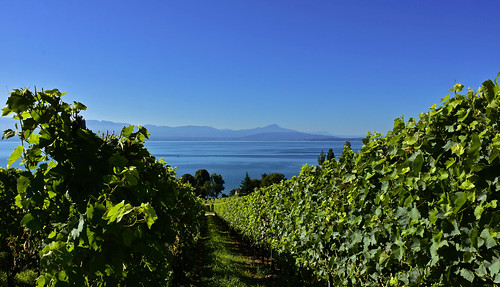 perroy vaud suisse d7200 nikon nikonpassion paysages léman lac vignes vignobles lacôte plongée balade été juillet groupenuagesetciel