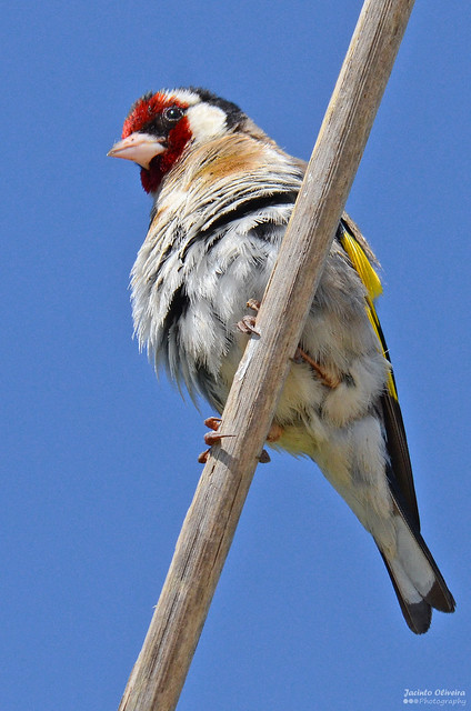Pintassilgo - Goldfinch - Carduelis carduelis