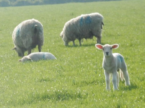 Lambies Bekesbourne to Sturry