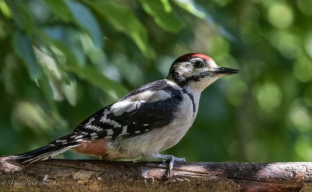 Juvenile great spotted woodpecker