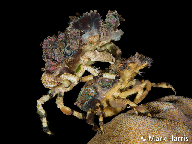 Decorator crabs mating