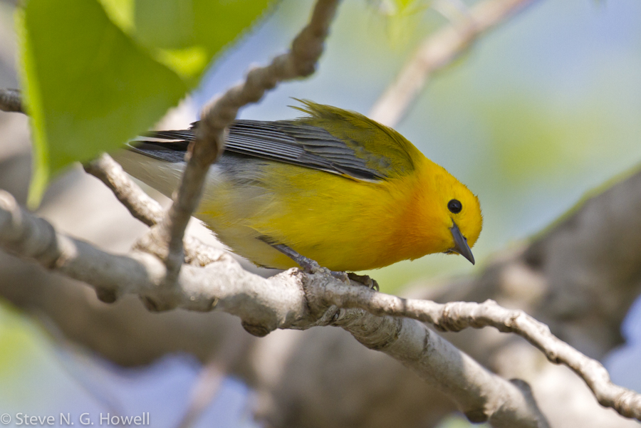 Prothonotary Warbler