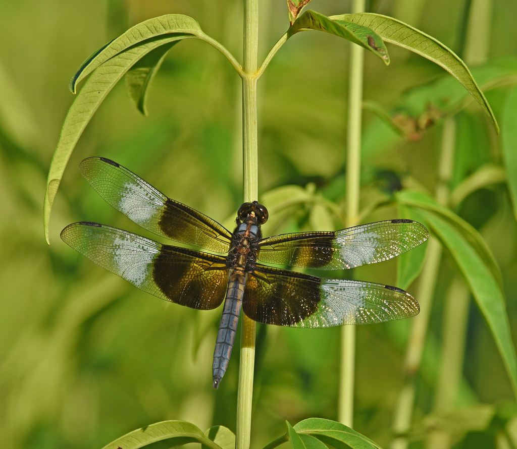 Widow Skimmer -- Libellula luctuosa | Trying more dragonfly … | Flickr