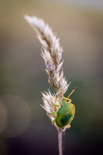Green shield bug (Palomena Prasina)