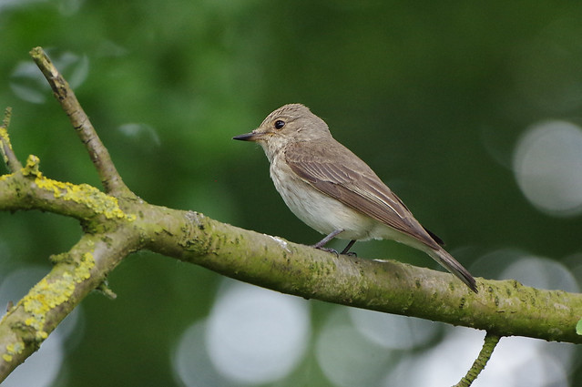 IMGP2922a Spotted Flycatcher, Rutland Water, June 2018