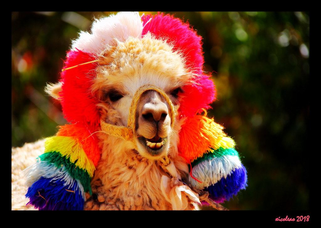 Funny alpaca | xicoleao (Thanks to 2,5 million views) | Flickr