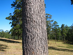 Corymbia gummifera trunk NC1