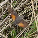 Taubenschwänzchen (Hummingbird Hawk-moth, Macroglossum stellatarum), Weibchen bei der Eiablage