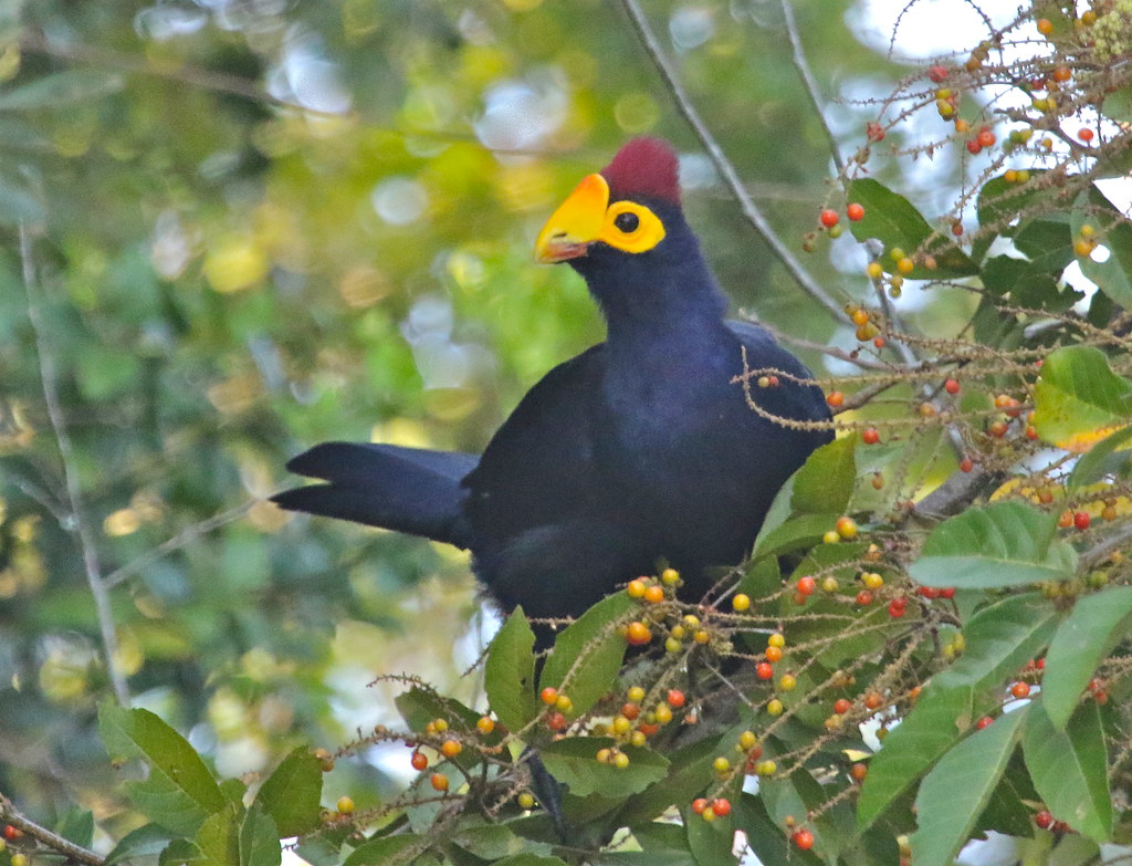 Black Birds with Yellow Beaks in Ross's Turaco