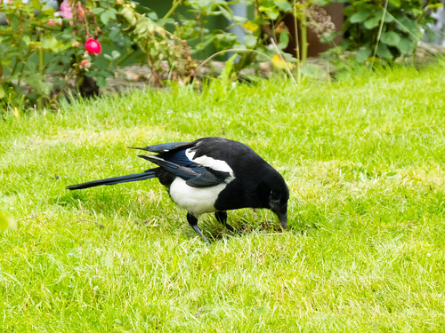 Magpie searching lawn