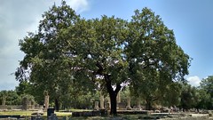 Trees in the shrine of ancient Olympia - Τα δένδρα του ιερού της αρχαίας Ολυμπίας #12