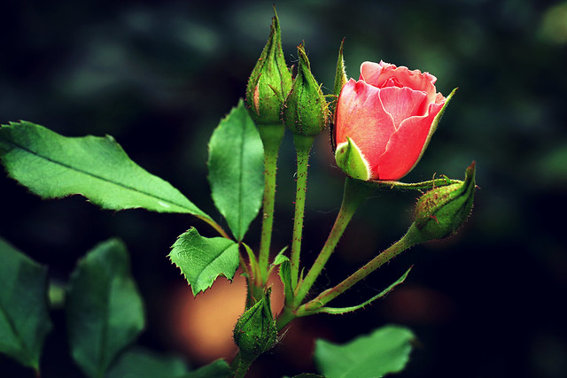 the days of rosebuds are far too few