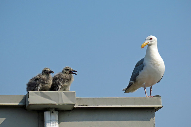 Eeee!  Seagull chicks!