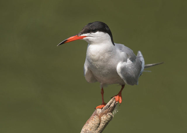Common Tern ( Sterna hirundo )