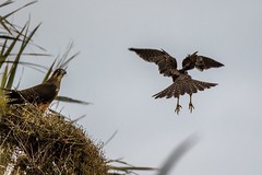 NZ Falcons Eating Silver Eye-3