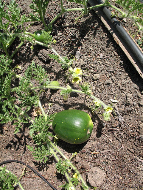 My First Watermelon