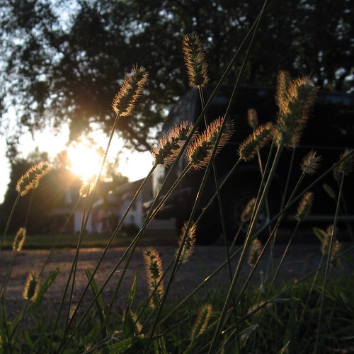 sunset summer grass