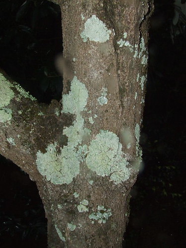 tree with  lichen/lychentree with  lichen/lychen