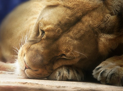 Dreaming Lioness