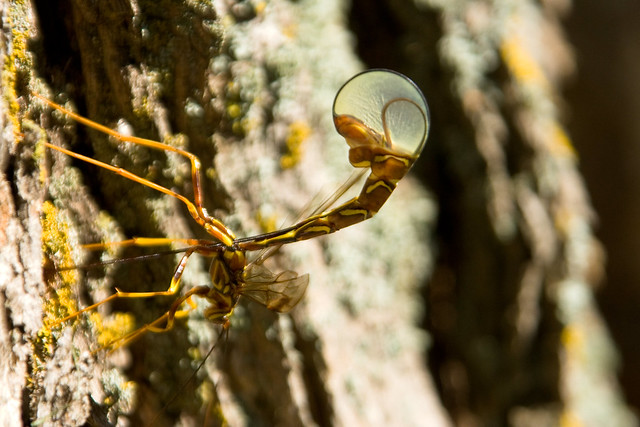 Rhysse Cannelle / Ichneumon Wasp